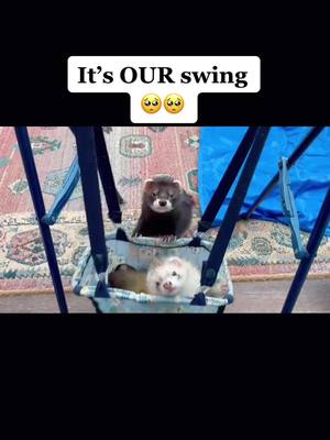 A post by @get_your_ferret_out on TikTok caption: Vince&Astrid are too cute ❤️ #fypシ #ferret #angoraferret #pet #cute #funny #weirdpets #dracomalfoy #animal #waystowear #bf #gf #bestfriend #friends