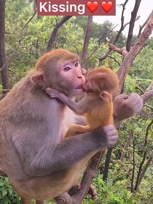 A post by @funnyc2000 on TikTok caption: Mommy and baby kissing❤️❤️❤️#monkey #monkeyoftiktok #babymonkey #cute #funny #foryou #foryoupage #fy #fyp