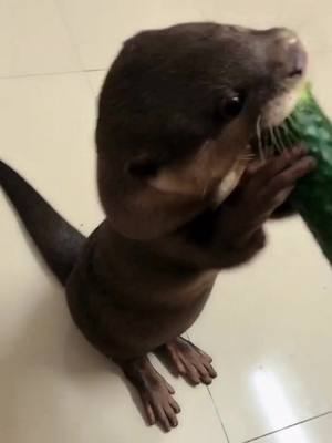 A post by @otterlove0 on TikTok caption: #cuteee #otterlover #yummyfood_ #FerragamoLetsDance