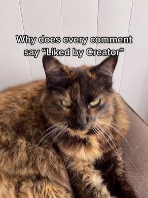 A post by @rosiecat9 on TikTok caption: That’s suspicious that’s weird 🧐#trending #rosiecat9 #fyp #followmeplease? #cat #cattok #shadowbanned #foryoupage