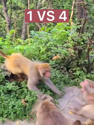 A post by @funnyc2000 on TikTok caption: Monkey Fight#monkey #monkeyoftiktok #babymonkey #cute #funny #foryou #foryoupage #fy #fyp