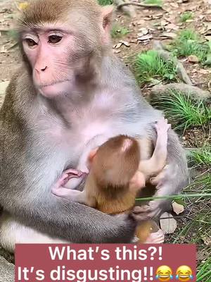 A post by @funnyc2000 on TikTok caption: I just wanna try that thing, but it’s just disgusting #monkey #monkeyoftiktok #babymonkey #foryou #funny #foryoupage #fy #fyp