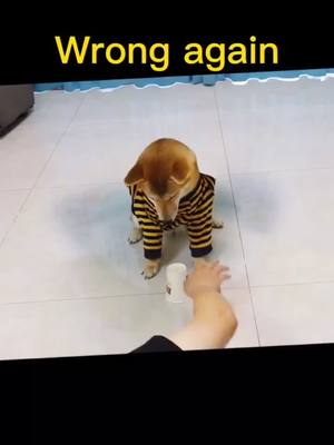 A post by @leetong12345 on TikTok caption: #dog #pet #funngpets #fyp #foryoupage #funny😲😲😲❤️❤️❤️