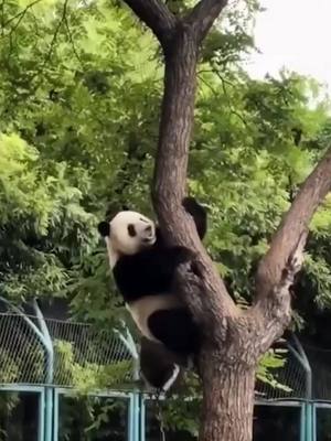 A post by @pandaearrings on TikTok caption: #greenscreenvideo #panda #cute #pet #foryou