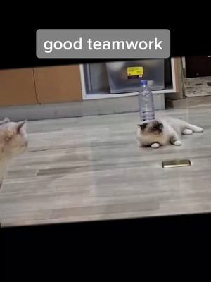 A post by @leetong12345 on TikTok caption: #cat#pet #funngpets #fyp #funngpets #fyp #foryoupage #funny😲😲😲❤️❤️❤️