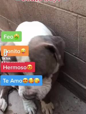 A post by @tigre.americanbully on TikTok caption: Holi espero tener el mismo apoyo los amo #parati #foryou #fypシ #animales #perro #foryoupage