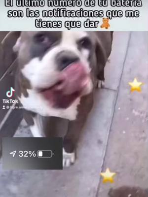 A post by @tigre.americanbully on TikTok caption: me las podrías dar?🥺#parati #foryou #fypシ #animales #perro #foryoupage