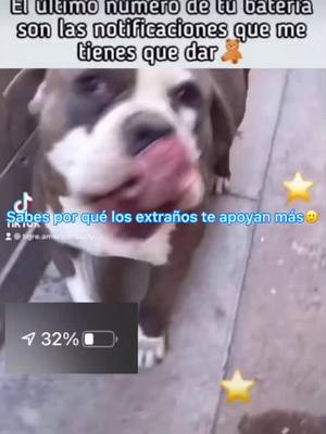 A post by @tigre.americanbully on TikTok caption: me regalan un follow🥺❤️#parati #foryou #fypシ #animales #perro #foryoupage