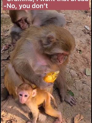 A post by @funnyc2000 on TikTok caption: #monkey #monkeyoftiktok #babymonkey #cute #funny #fy #foryoupage #fyp #foryou