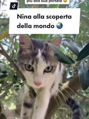 A post by @noemimercati on TikTok caption: È così bello vederla esplorare il mondo dopo tutto ciò che ha passato🥰#vetstudentlife #vetstudentsoftiktok #gattiditiktok #pectusexcavatumawareness