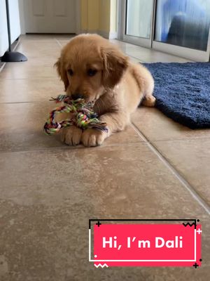 A post by @kaiser_n_frens on TikTok caption: I’m Effin Cute 🥺 btw my name is Dali, I’m Kaiser’s lil sis. #fyp#puppy#goldenretriever#effincute #dog #puppytiktok #dogsofttiktok #puppylove #Love