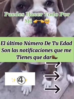 A post by @tigre.americanbully on TikTok caption: Buenos días🙂#parati #foryou #fypシ #animales #perro #perros #foryoupage #pitbull #animalestiktok #fyppppppppppppppppppppppp