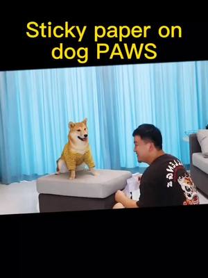 A post by @leetong12345 on TikTok caption: #dog#pet #funngpets #fyp #foryoupage #funny😲😲😲❤️❤️❤️