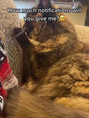 A post by @rosiecat9 on TikTok caption: How much did you give me? #trending #rosiecat9 #fyp #cat #cattok #foryoupage