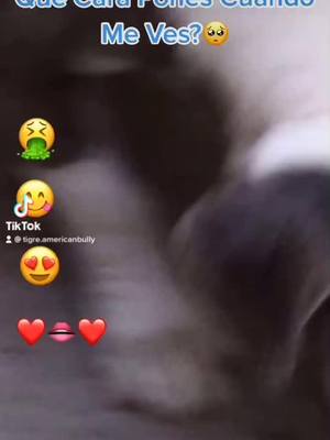 A post by @tigre.americanbully on TikTok caption: #parati