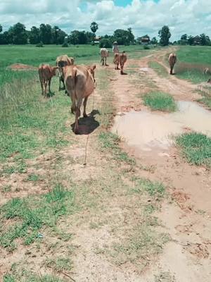 A post by @user126581201 on TikTok caption: ត្រមែនមានបេះដូងស្មោះ🥺💗💗🇰🇭