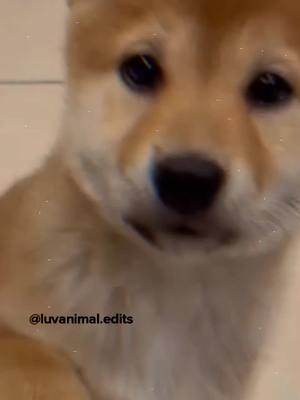 A post by @luvanimal.edits on TikTok caption: Shiba Inu what animal next #shibainu #dog #4u #xbyzca #foru #fyp #edit #animal #foryoupage #edits