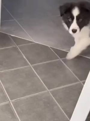 A post by @luvanimal.edits on TikTok caption: border collie🐶 what dog next?💓 #dog #bordercollie #edit #edits #animalglowup #foru #foryoupage #4u #GlowUp #xbyzca #fyp