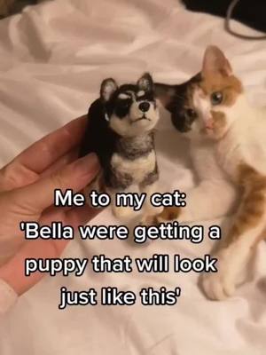 A post by @likeeveryone70 on TikTok caption: Jealous cat #newpuppy #alleyesonme #eyesonme #newtrend #pomskypuppy #storytime #fyp #growingpets