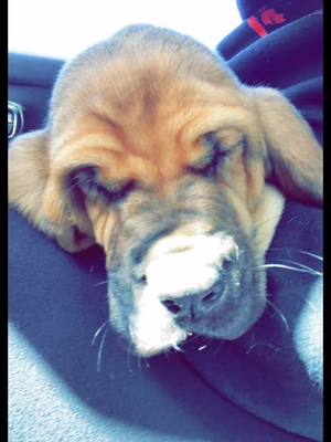 A post by @ashleyac_utah on TikTok caption: #bloodhound #puppy #mybestfriend #FYP