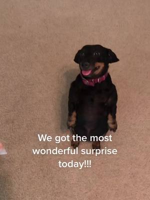 A post by @megandice1 on TikTok caption: Ruby is in dachshund heaven! #ad #toozey #rubythwwiener #dachshund #dachshundsoftiktok @alice_toozey @toozey.official