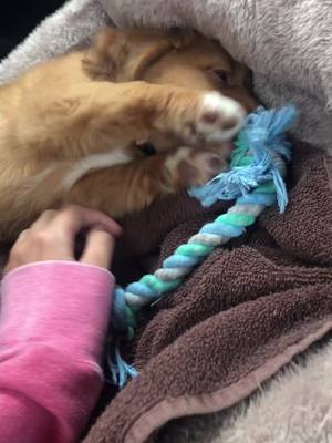 A post by @mypuppyliv on TikTok caption: surprise!! #puppy #toller