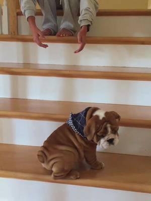 A post by @porkybeans_thebulldog on TikTok caption: Stairs are tricky #bulldog #foryoupage #englishbulldog #dog #puppy #fypシ