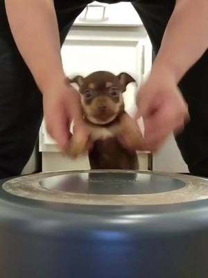 A post by @likeeveryone70 on TikTok caption: #fyp #foryou #puppy #drummer #cute #babychihuahua