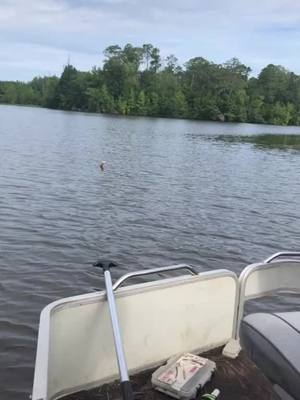 A post by @backwoodscountrybumpkins on TikTok caption: @destinyodom0 cletus the river dog #fypシ #fyp #foryou #28XTREMES #fy #riverdog