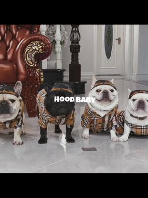 A post by @henrytok2 on TikTok caption: #frenchbulldog #doggy #ADayInMyLife #babydog #pet #funnydogvideos