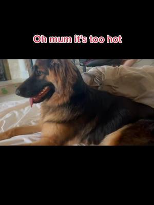 A post by @river_thegermanshepherd on TikTok caption: River doesn’t like the heat #MaybellineSwipeIt #germanshepherd #puppiesoftiktok #gsd #riverthegermanshepherd #longhaired #puppy #hotdog #heatwave