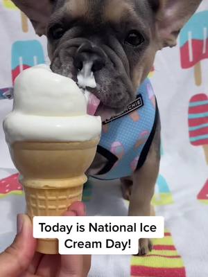 A post by @liloandziathefrenchies on TikTok caption: Happy #nationalicecreamday ! And no I didn’t eat the whole cone…just a few licks 🍦🙃