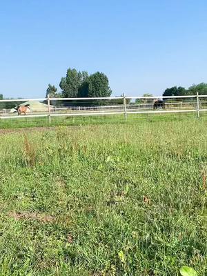 A post by @bobbishepherd on TikTok caption: A perfect morning #equestrian #cottagecore