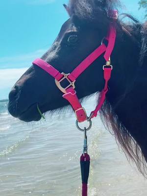 A post by @thatminihorsechick on TikTok caption: Beach day! #fyp #cute #minihorse #beachday #horsesoftiktok