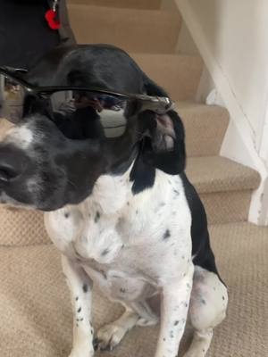 A post by @afoxandthehound on TikTok caption: Have you ever seen a cooler dog than Bodhi? #dog #petfamily #funnydog #funnydogsoftiktok #dogtiktok