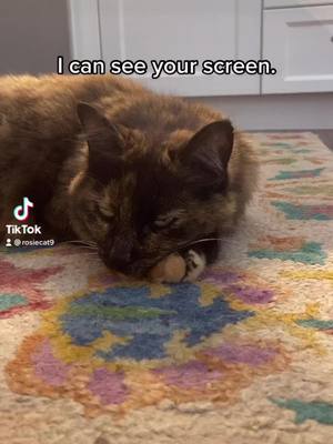 A post by @rosiecat9 on TikTok caption: #trending #rosiecat9 #fyp #cat #cattok #foryoupage