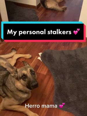 A post by @gsd.bros on TikTok caption: Who else’s fur kids stalk them until you come out of the bathroom #shadows #puppylove #drogoandronin #gsdbros #motherofgsds #dogsoftiktok