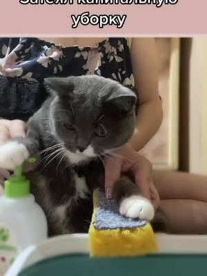 A post by @kokosik_kokos8 on TikTok caption: #уборка #clean #cat #cats #kuitten #fun #кот #котик #кошка #британец #catlover #приколы #trending #тренд #2021 #котята #dog #Love #good #животные #pet