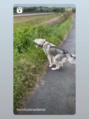 A post by @dogs_love888 on TikTok caption: #dogstory #doglov #pittbull #dogsfunny #dogsvideo