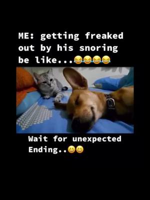 A post by @ferrillobutchart33 on TikTok caption: 😂🤣#dog #cat #puppy #animals #funnyvedio #lovelydog #ticktokanimals #puppiesoftiktok #dogofticktok