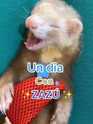 A post by @jennybuenfiiil on TikTok caption: Muy productivo su día 😌#xyzbcab #huron #ferret