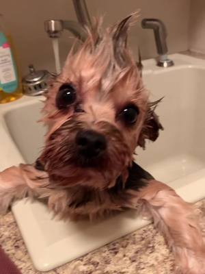 A post by @just.a.pup_bruno on TikTok caption: #hairstyle #yorkie #fyp #bath