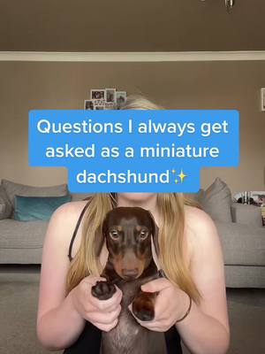 A post by @stanleydachshund1 on TikTok caption: Daily struggles #dachshund #dachshundsoftiktok #dogsoftiktok #fyp #foryou #foryoupage