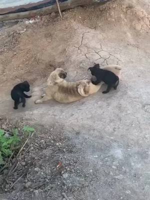 A post by @cy8883 on TikTok caption: #funny #funnyvideo #dog #foryou