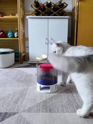 A post by @juicee_vlog on TikTok caption: Since having this buffet box, the relationship between the two cute little guys is getting better and better.#fypシ #pet #cat #cute