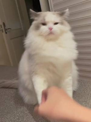 A post by @juicee_vlog on TikTok caption: Give you two punches!#fypシ #cute #catsoftiktok #pet