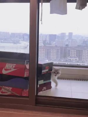 A post by @juicee_vlog on TikTok caption: Perform acrobatics online, don’t miss it#fypシ #catsoftiktok #cute #pet #cat #catlover #catnoir