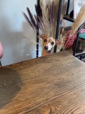 A post by @ferrillobutchart33 on TikTok caption: Just a bite please🥺#fyp #puppy #pet #ticktokanimals #fypシ #happy #dog #littlebite #italiangreyhound (credit:honeytheiggy)