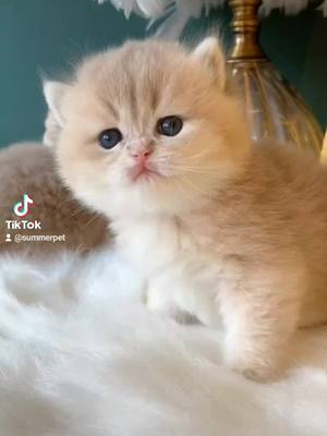 A post by @summerpet on TikTok caption: Cute?#cat #cute #foryou #pet #petlover #tiktok