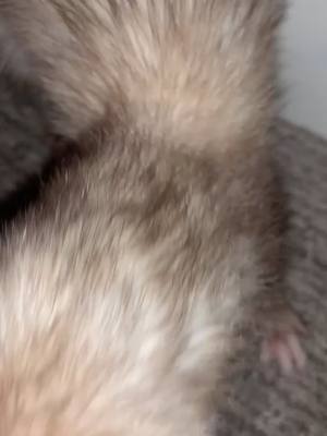 A post by @my.catsnakes on TikTok caption: she’s too much sometimes 😤 #ferret #ferrets #LeadWithLove #DontQuitYourDaydream #ferretsoftiktok #fypシ #xyzbca